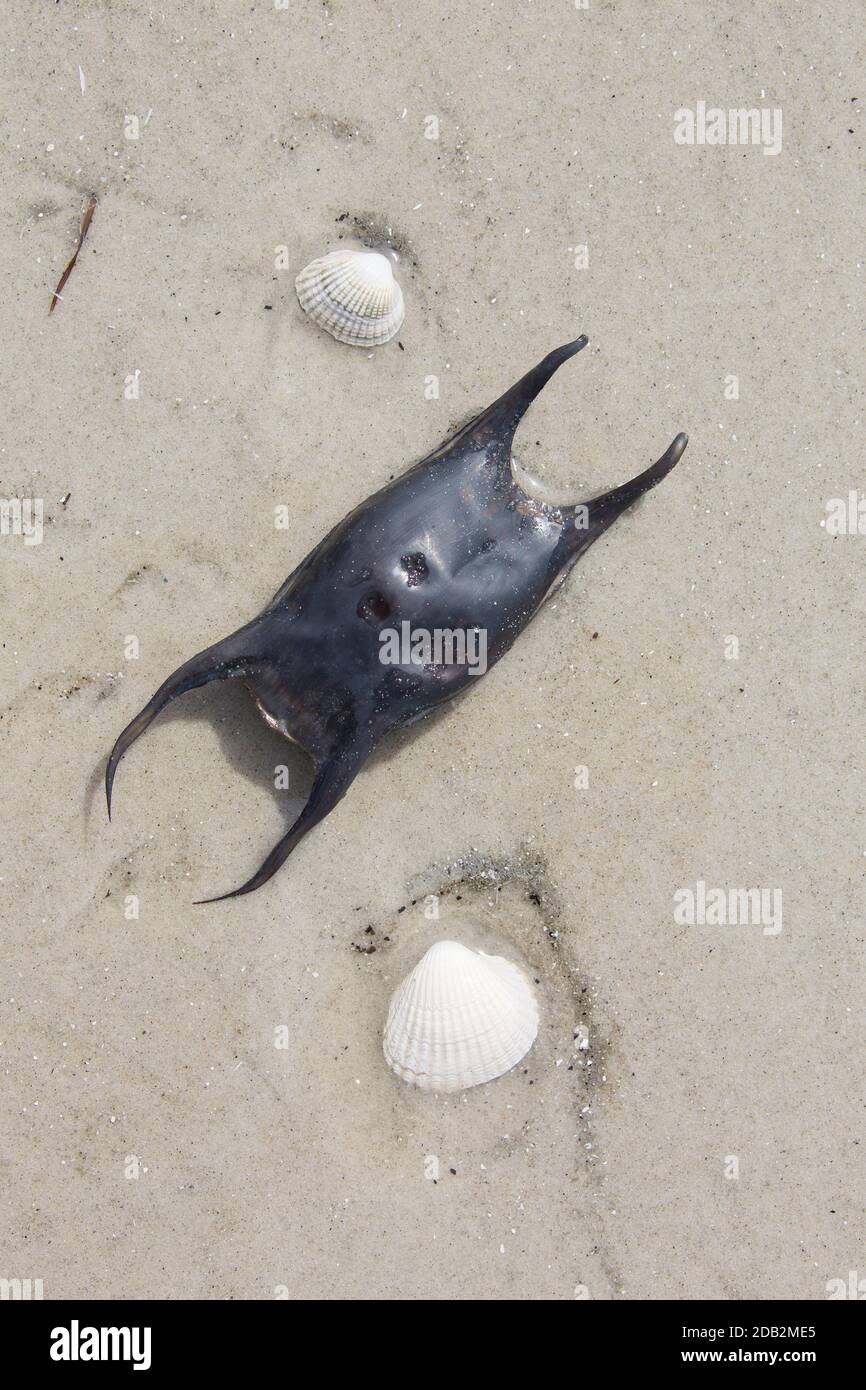 Undulate Ray (Raja undulata). Egg case washed ashore. Germany Stock Photo