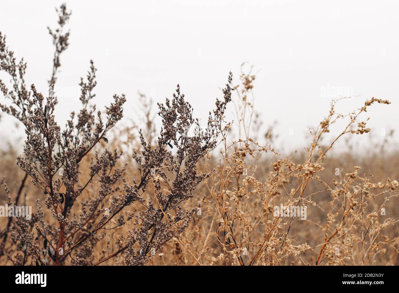 Field of fading brown weed againts grey sky. Misty Autumn landscape. Closeup of dry wild artemisia and chenopodium plants. Selective focus, blurred Stock Photo