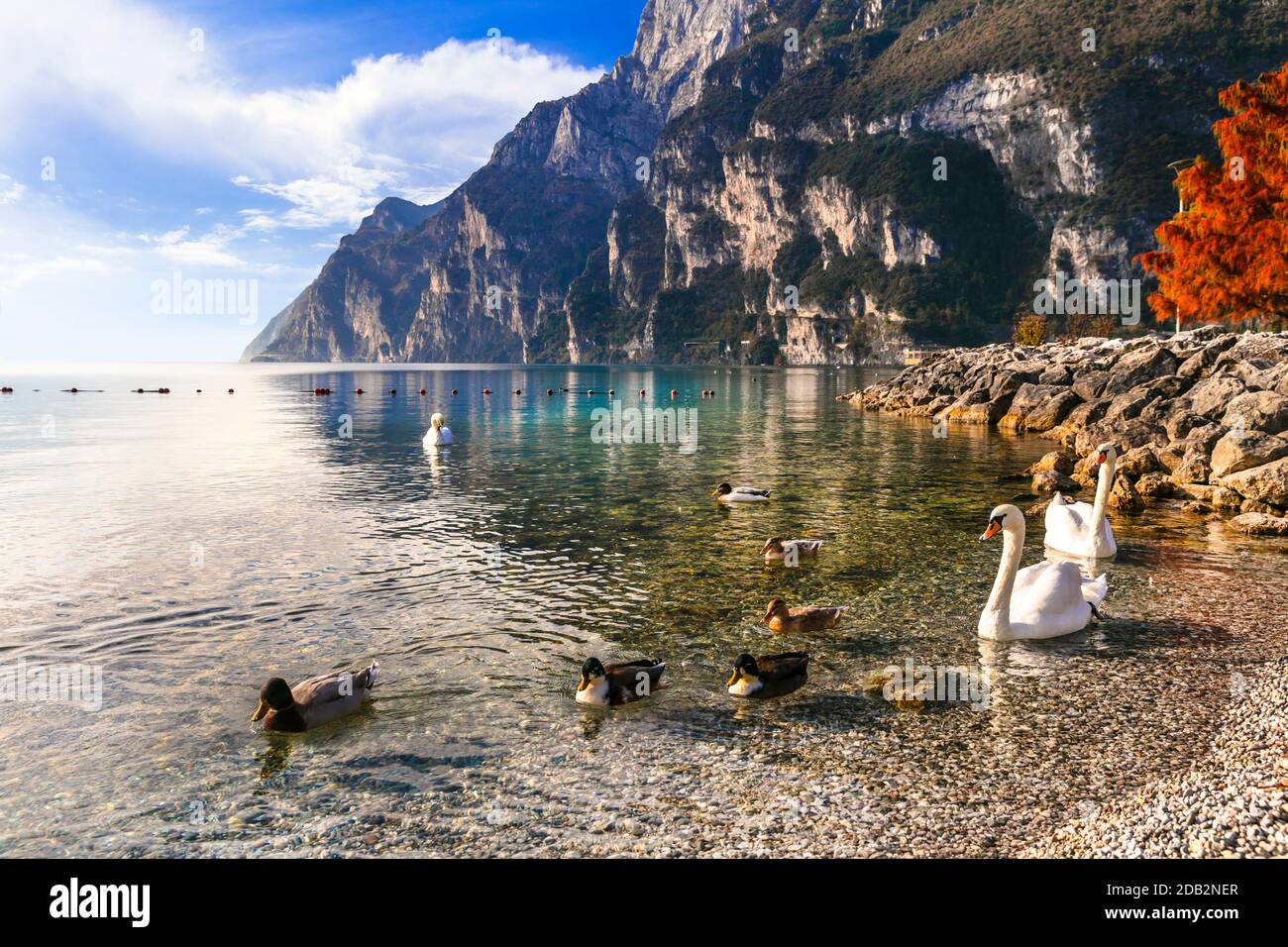 Swan lake. Beautiful morning in amazing Lago di Garda. Riva del Garda, northern Italy Stock Photo