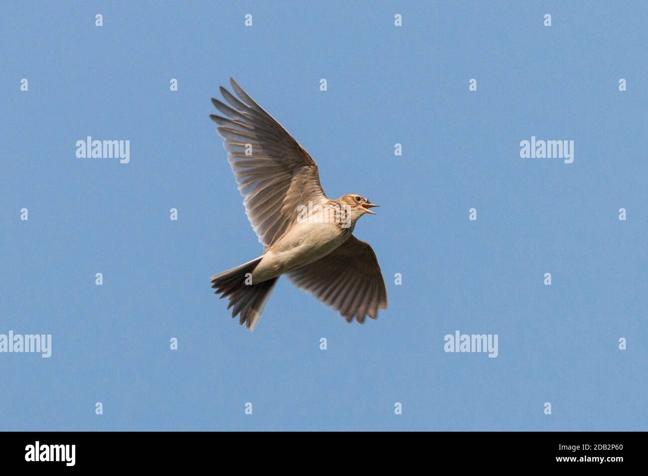 Skylark (Alauda arvensis) in flight while singing. Germany.. Stock Photo