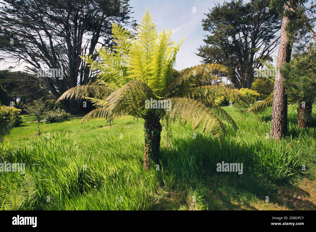 Large fern tree at the gardens of Tregothnan estate near Truro in Cornwall, UK Stock Photo