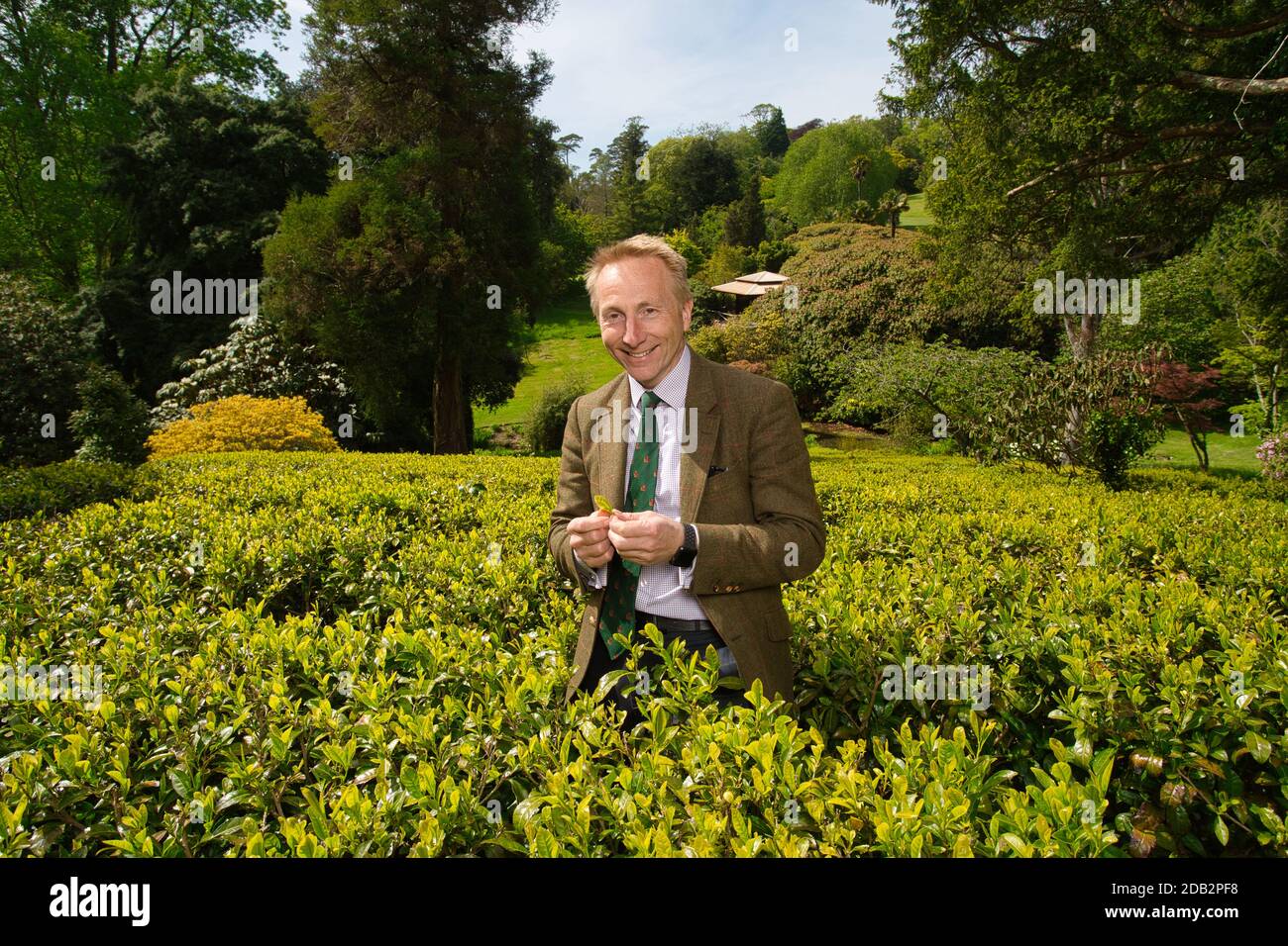 Jonathon Jones, Head Gardener at the Tregothnan Estate near Truro, Cornwall, UK, picking Chinese type tea from the plantation. Stock Photo