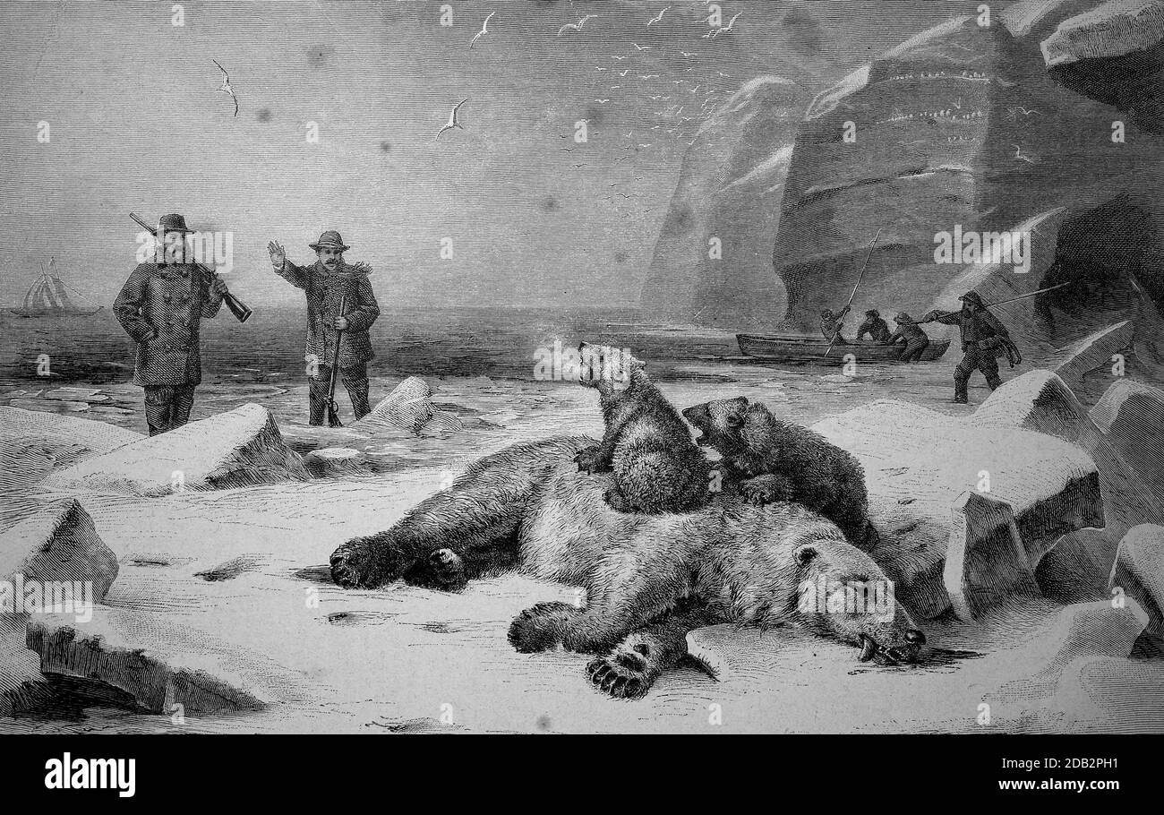 Killed polar bear mother with two cubs, polar bear hunt in Greenland, ca 1885  /  Getötete Eisbärenmutter mit zwei Jungen, Eisbärenjagd in Grönland, ca 1885, Historisch, historical, digital improved reproduction of an original from the 19th century / digitale Reproduktion einer Originalvorlage aus dem 19. Jahrhundert, Stock Photo