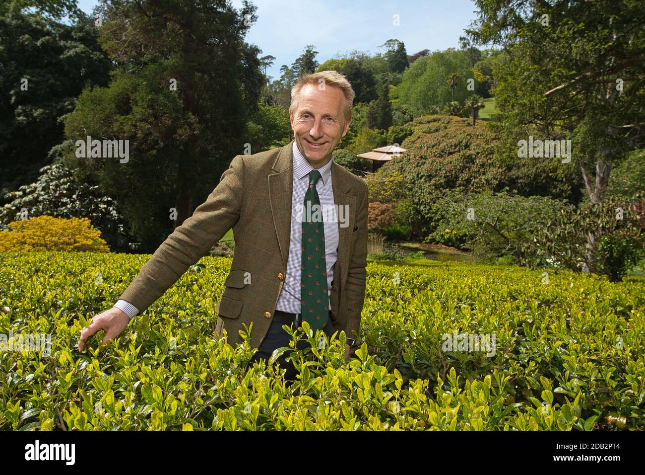 Jonathon Jones, Head Gardener at the Tregothnan Estate near Truro, Cornwall, UK, picking Chinese type tea from the plantation. Stock Photo