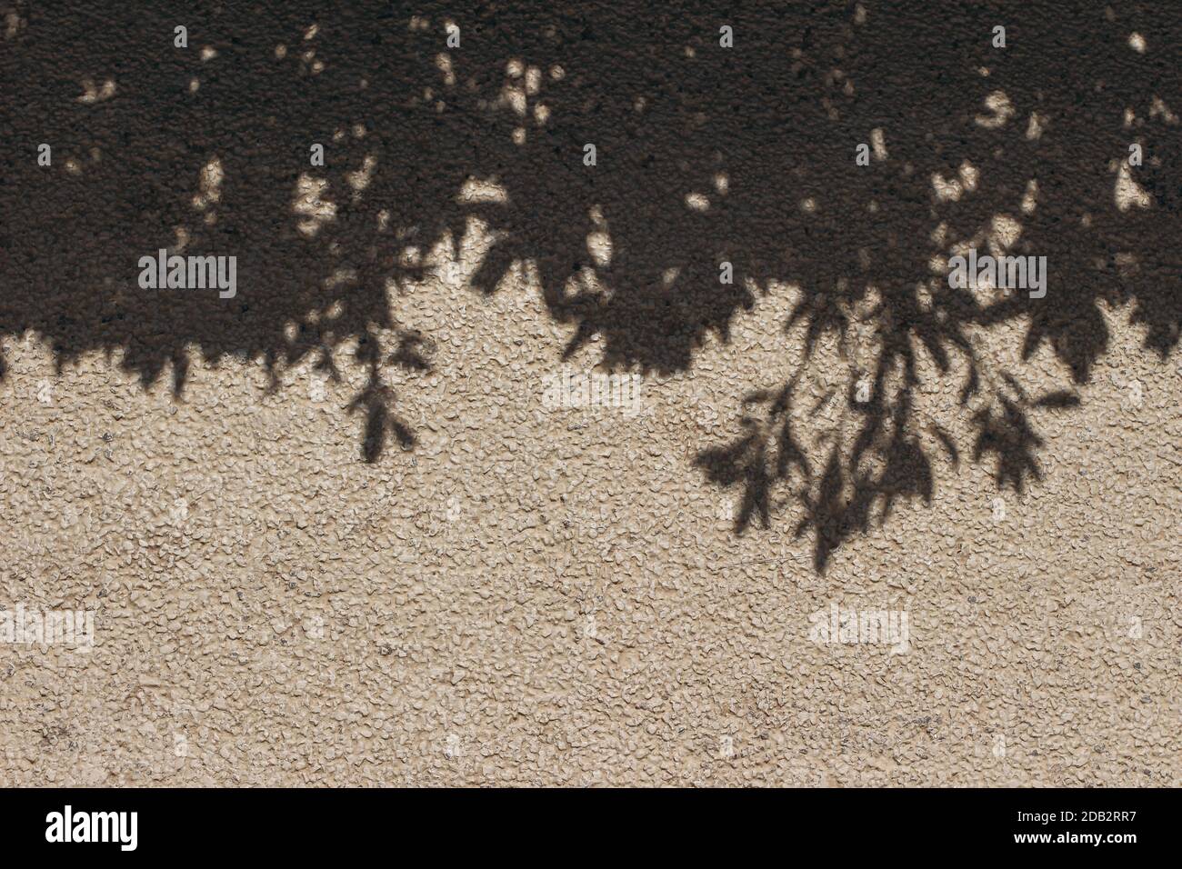 Tree branches and leaves shadows on beige concrete rough textured background, wall. Dark silhouette of the subtropic plant in bright sunlight. Summer Stock Photo