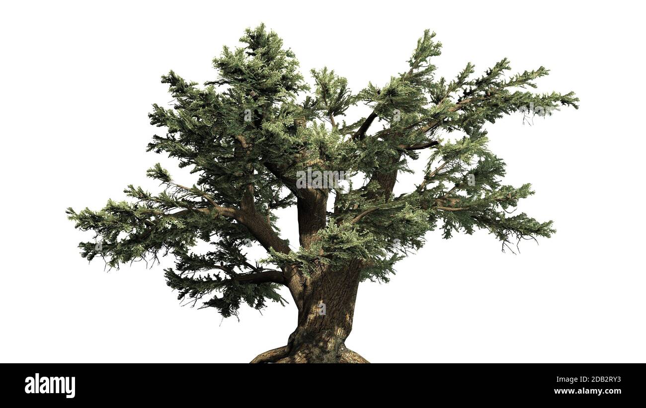 Cypress of lebanon hires stock photography and images Alamy