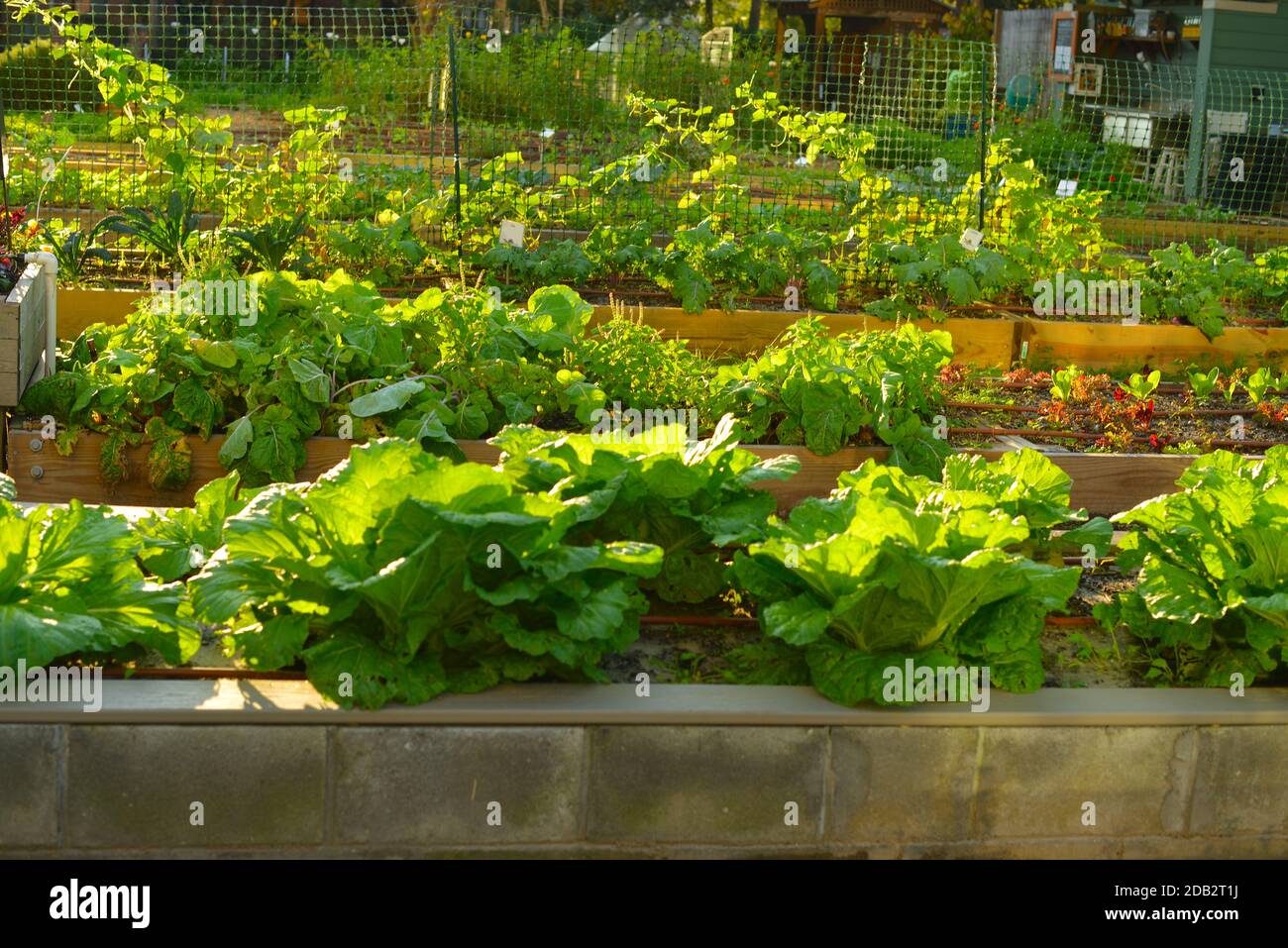 Urban Garden, Cabbage, Kale, New Plants, Small Pots, Painted Rocks, Glass House, Red Cart, Copper Pipes,Tool, Shed,Vegetable Puns Stock Photo