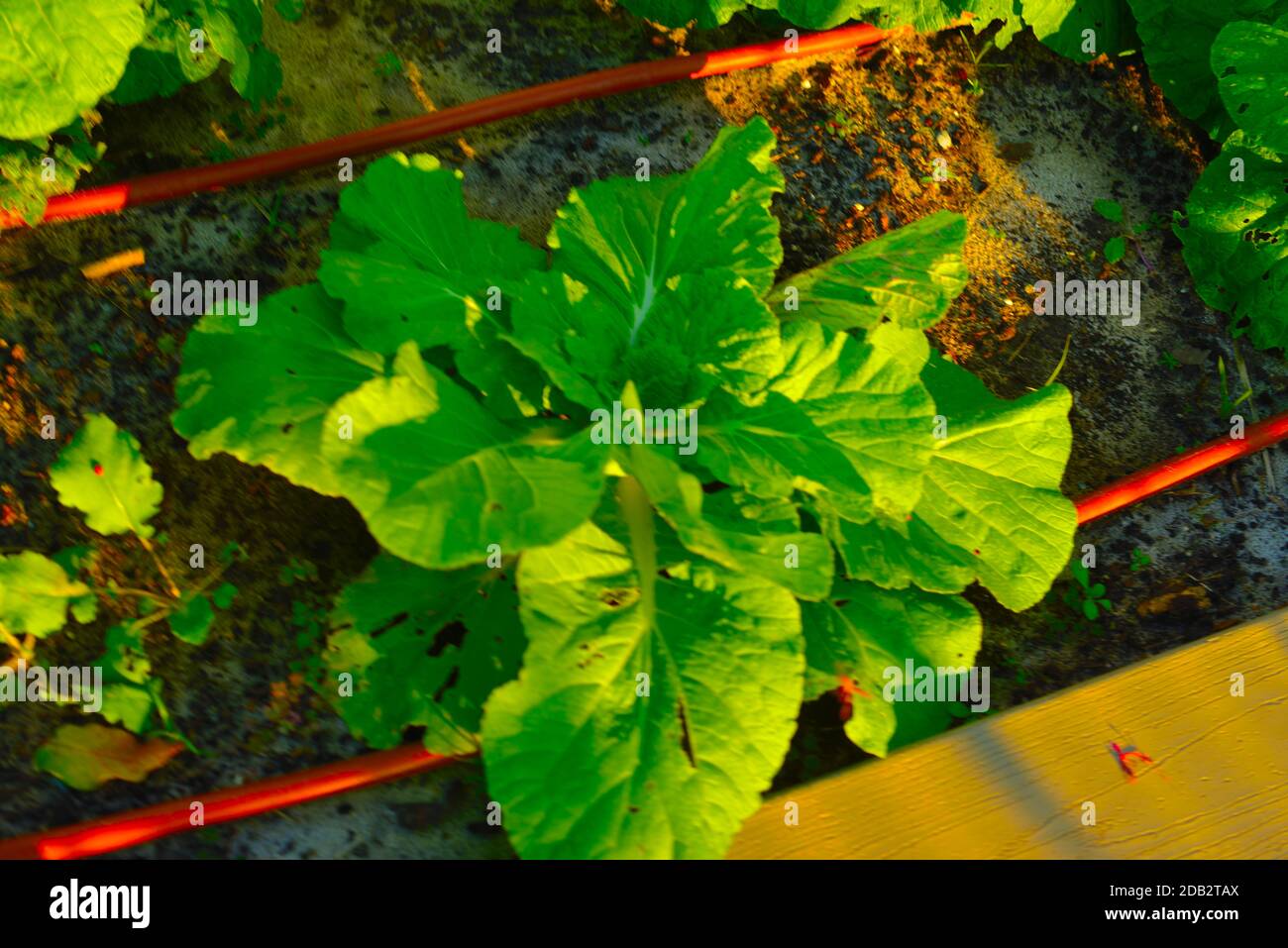 Urban Garden, Cabbage, Kale, New Plants, Small Pots, Painted Rocks, Glass House, Red Cart, Copper Pipes,Tool, Shed,Vegetable Puns Stock Photo