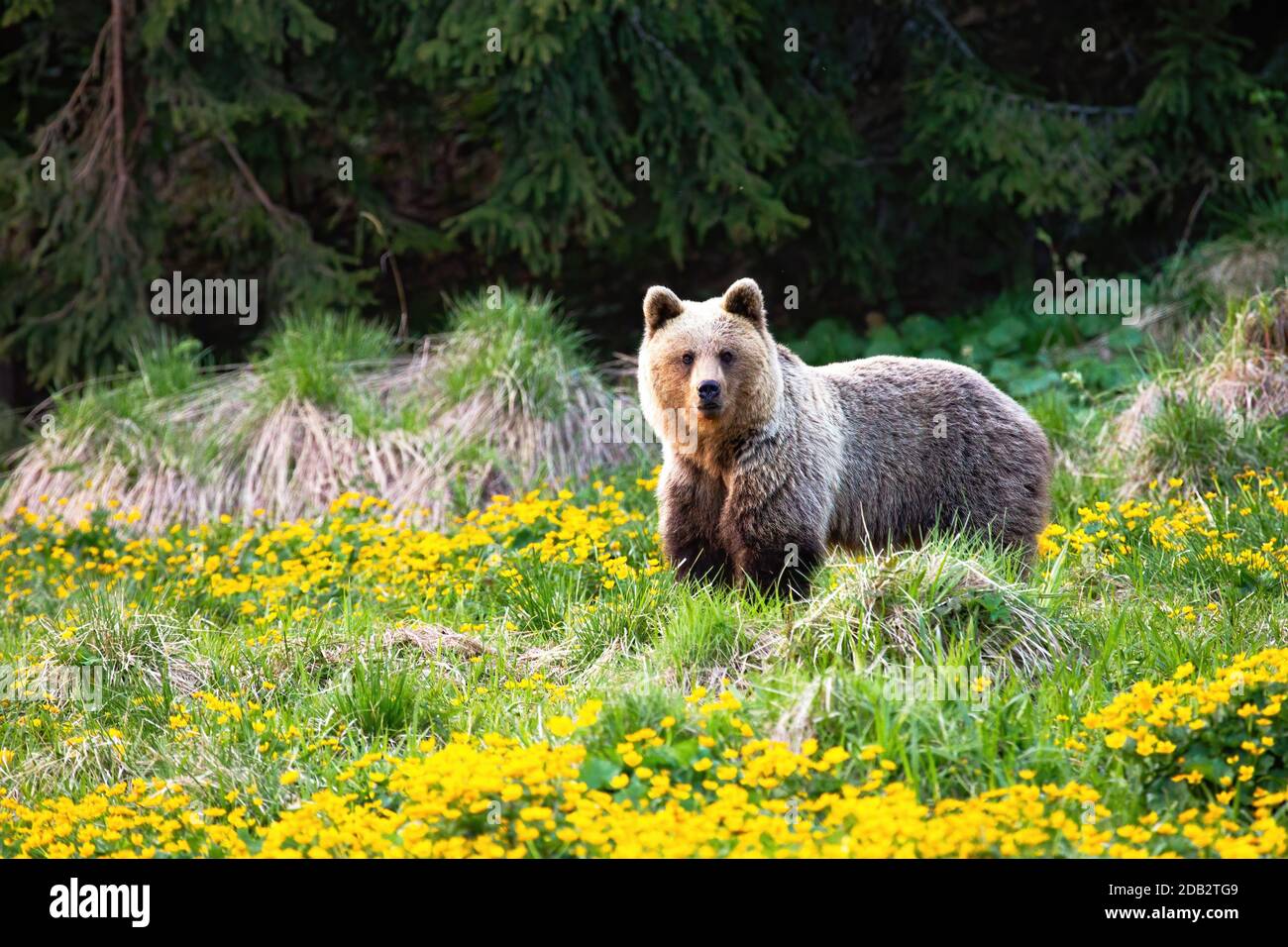 Ursus sp hi-res stock photography and images - Alamy