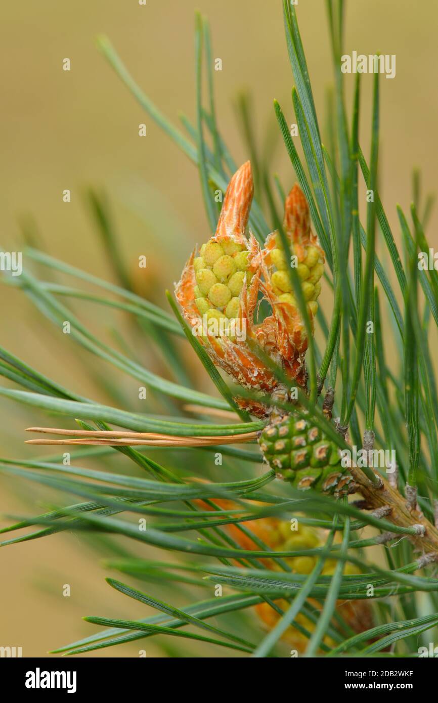 Pinaceae with cone and blossom Stock Photo