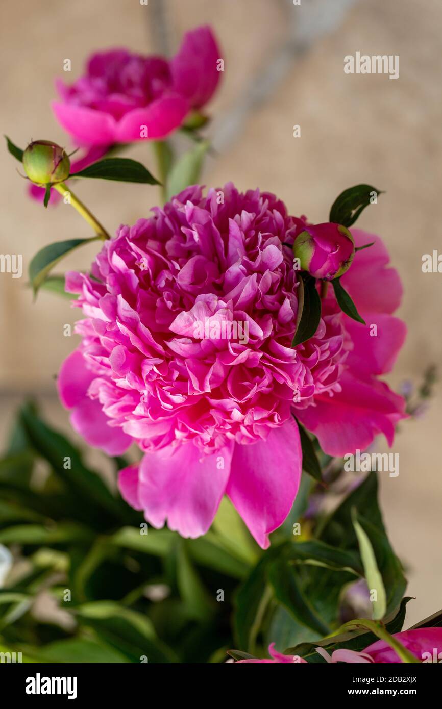 bud of pink peony flower in garden Stock Photo - Alamy