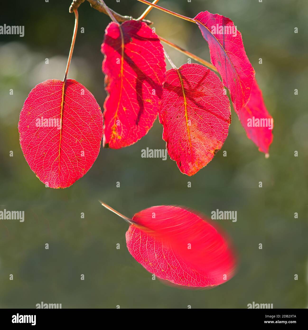 Common Pear, European Pear (Pyrus communis). Autumn leaves in back light. Germany. Stock Photo