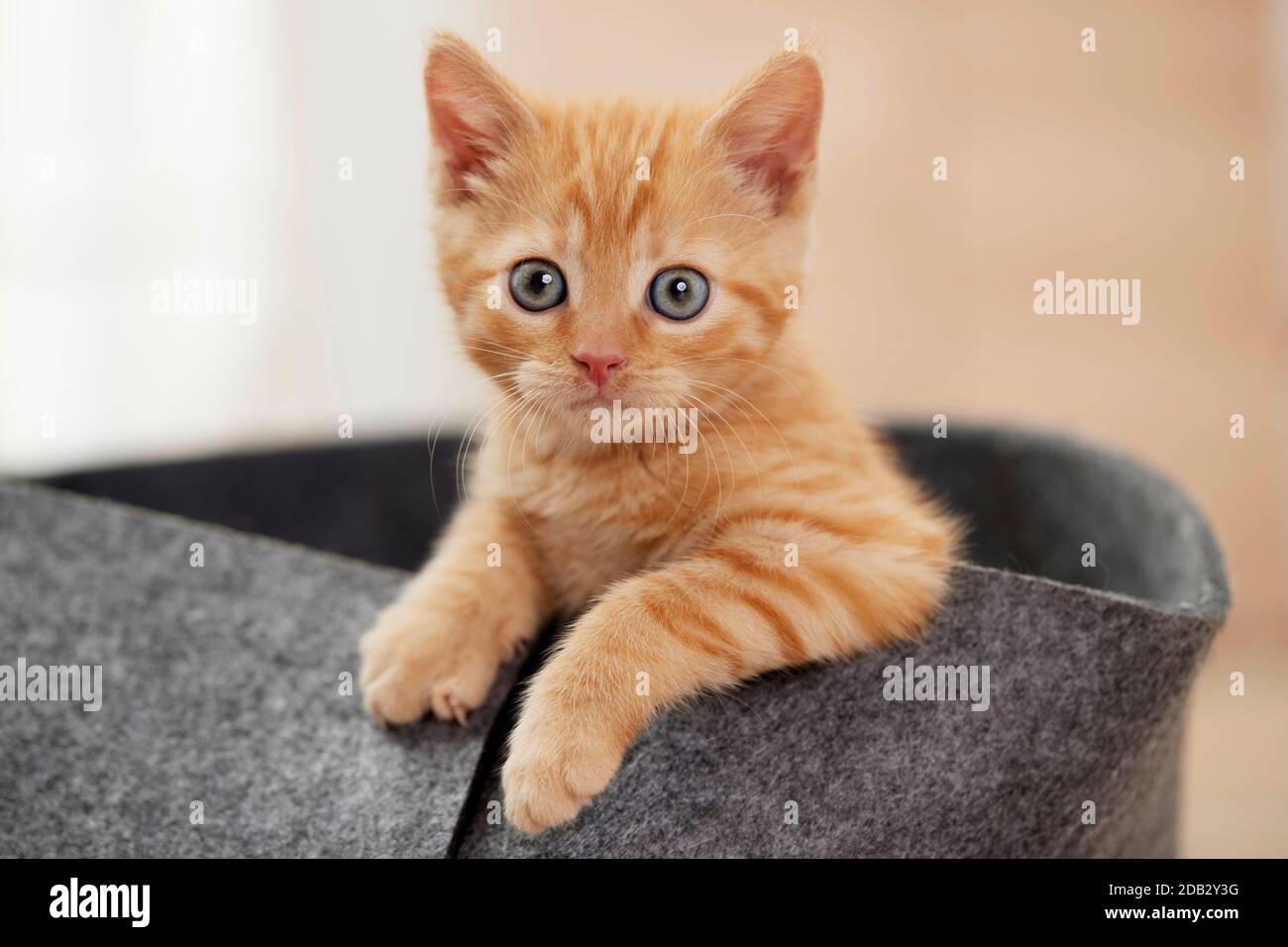 Domestic cat. Kitten in a pet bed. Germany Stock Photo