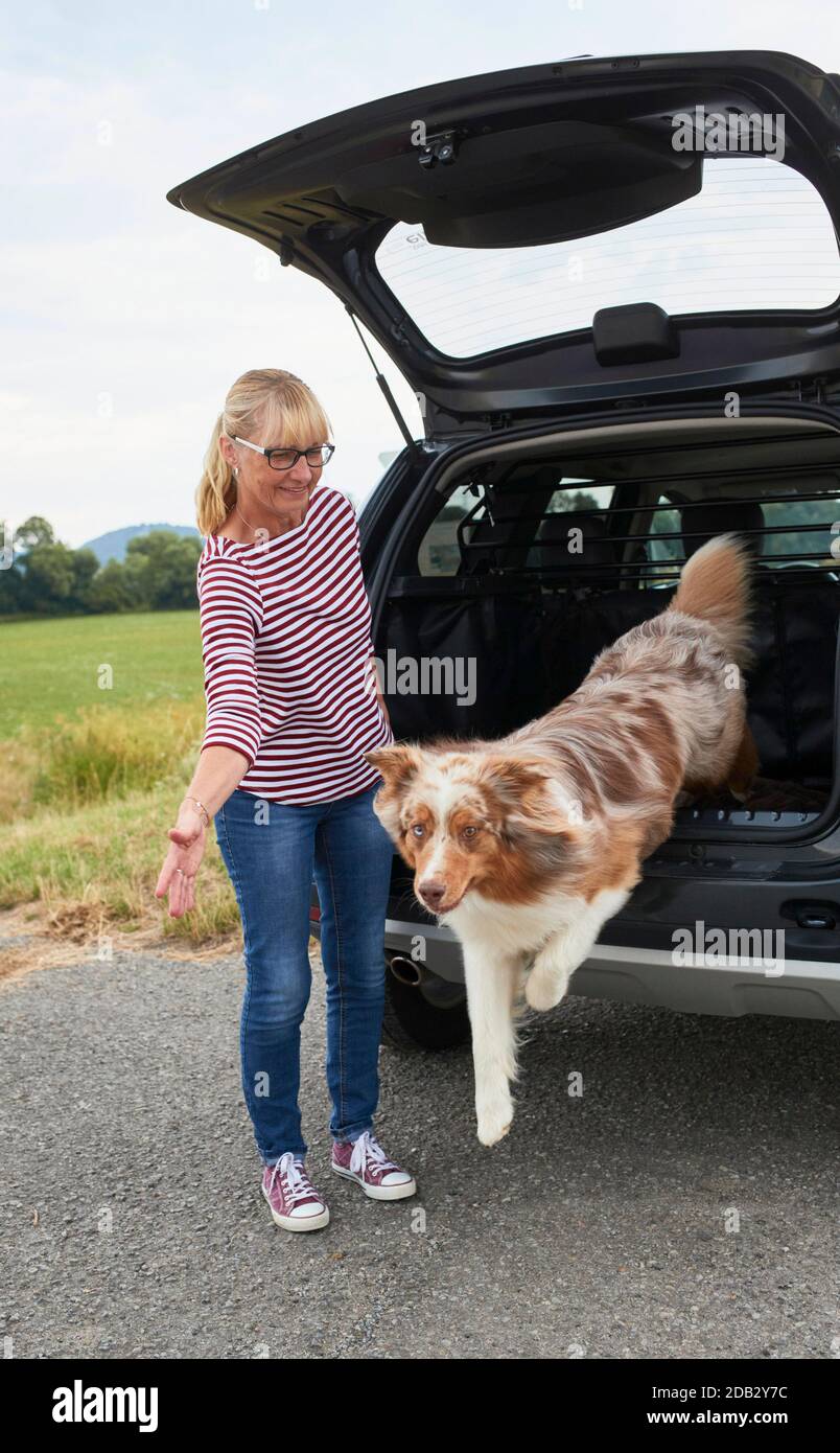 Australian Shepherd jumping out of the trunk of a car. Not for animal guide books until 9/2022 Stock Photo