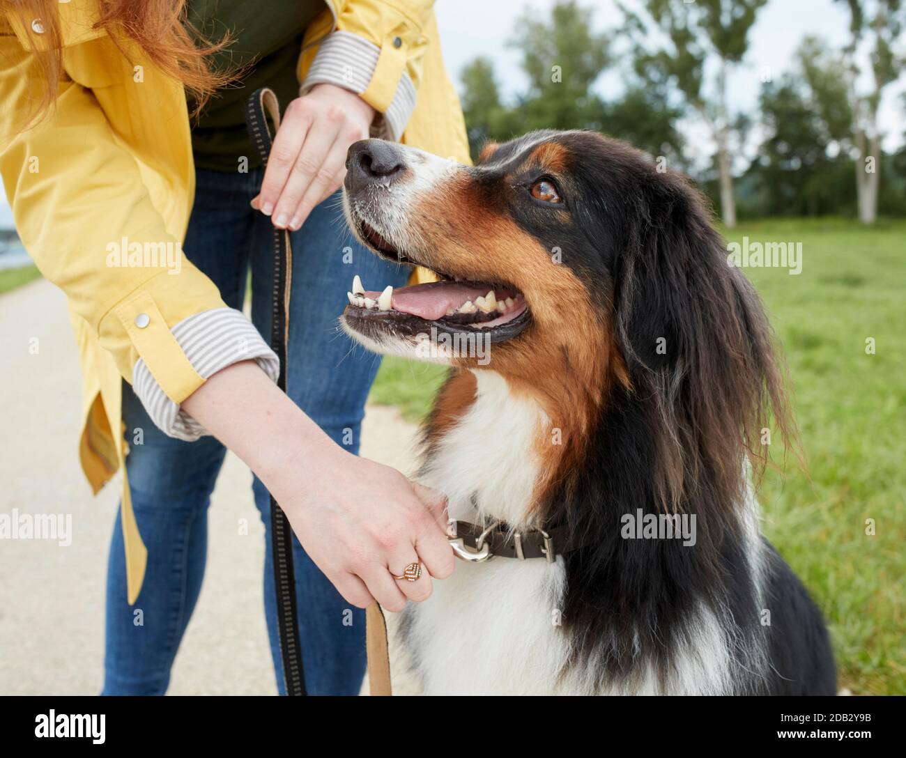 Australian Shepherd being kept on a leash. Not for animal guide books