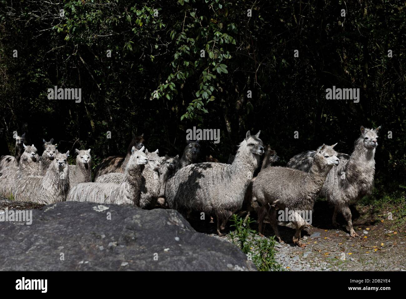 El Cajas National Park, Ecuador Stock Photo