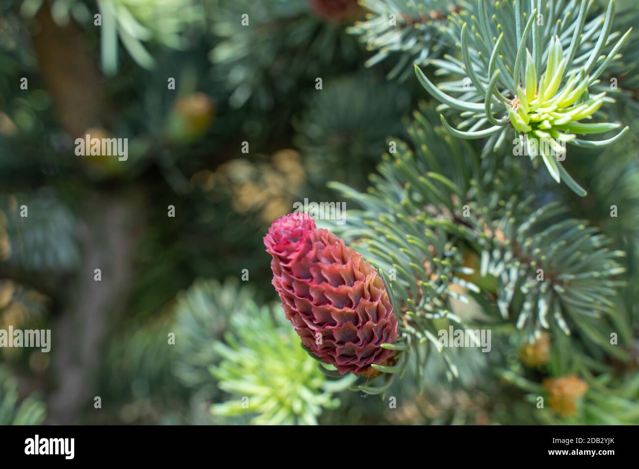 young red cones on spruce branches close-up Stock Photo