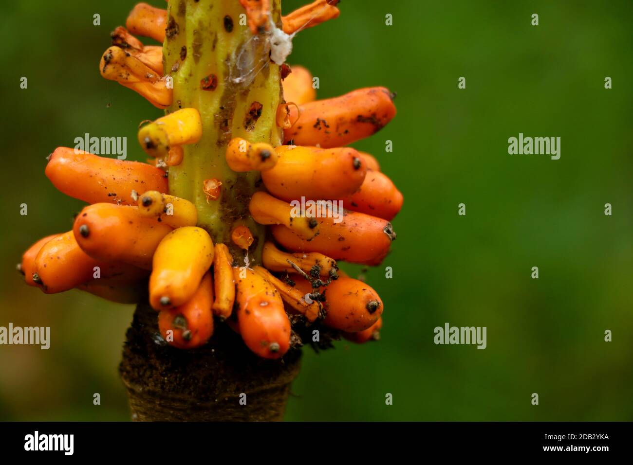 Orange color fruit of elephant foot yam, selective focus Stock Photo