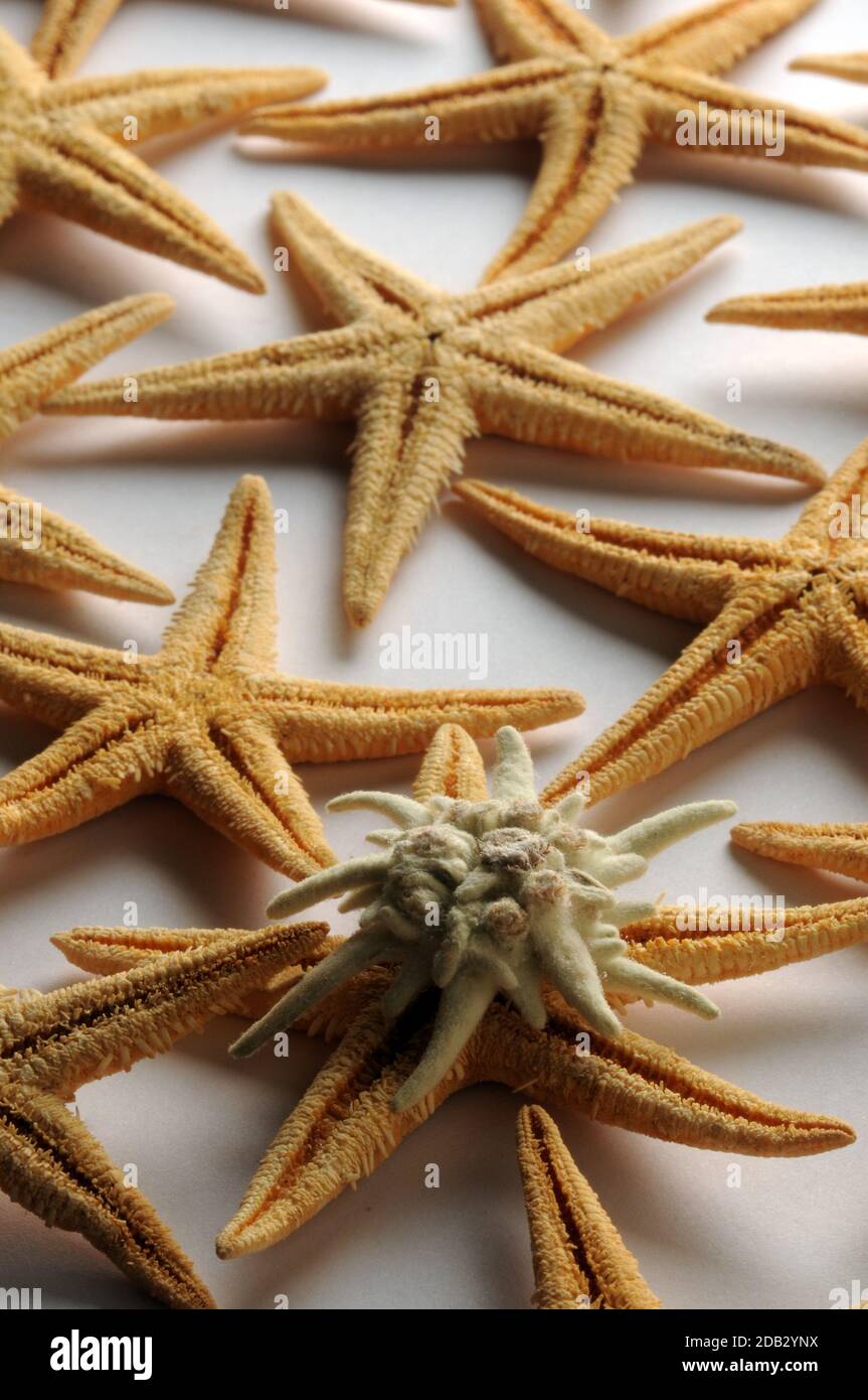 Starfish and edelweiss on white background Stock Photo