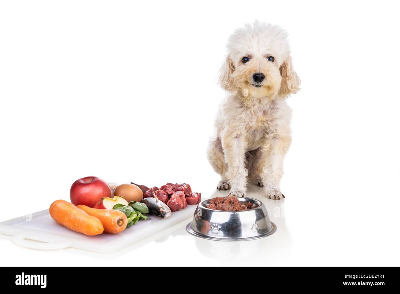 Can Dog Eat Fish Eggs