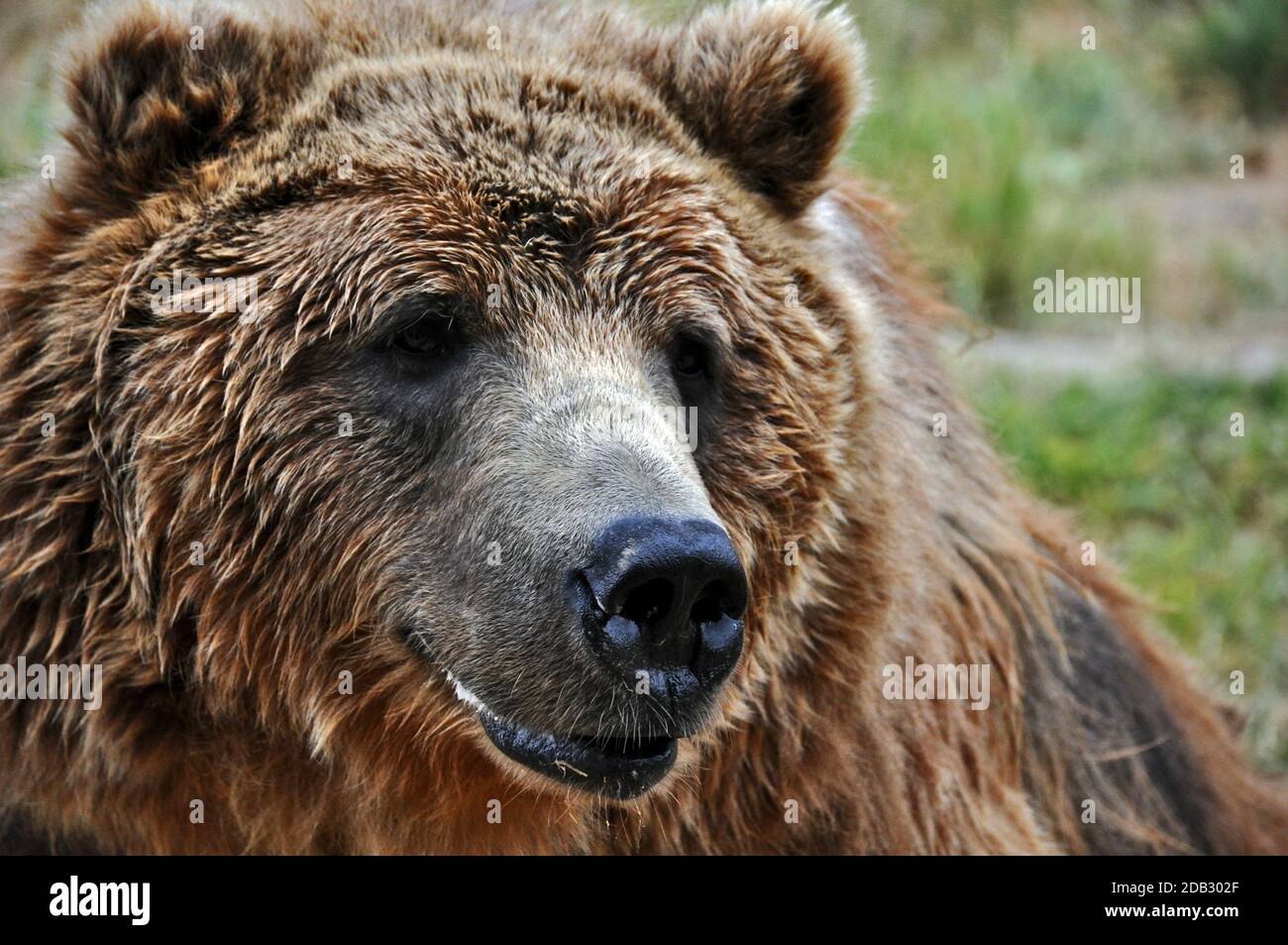 Brown kodiak bear Stock Photo