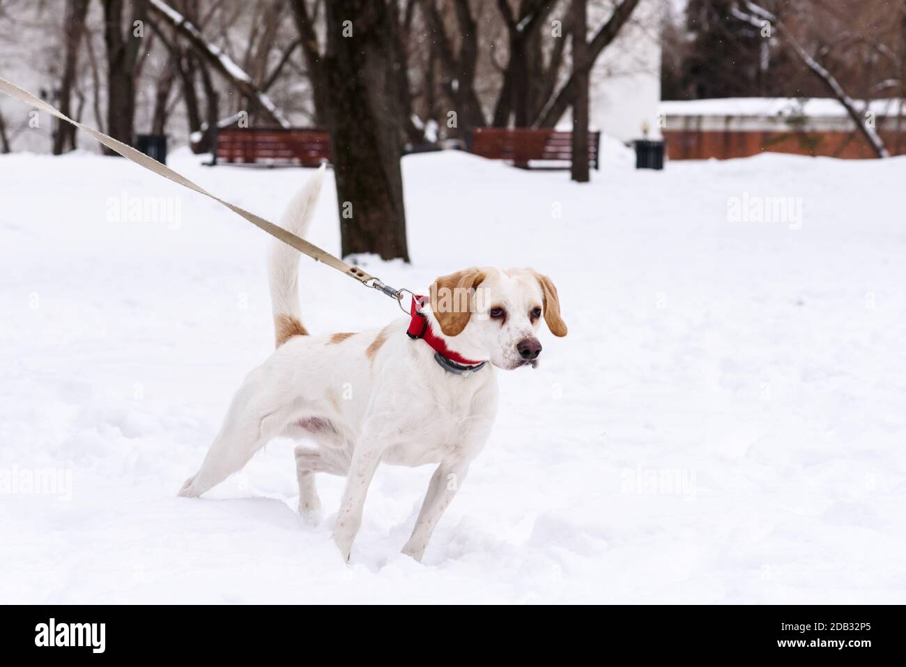 Senior dog walking on leash in winter park in distance from other dog walkers Stock Photo