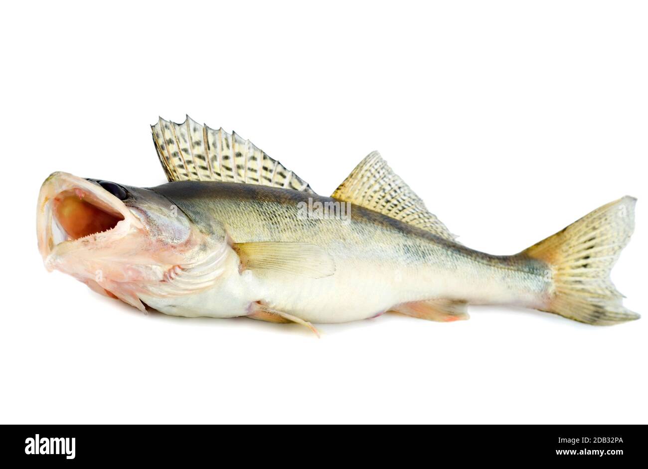 fish walleye zander pikeperch , isolated on white background Stock
