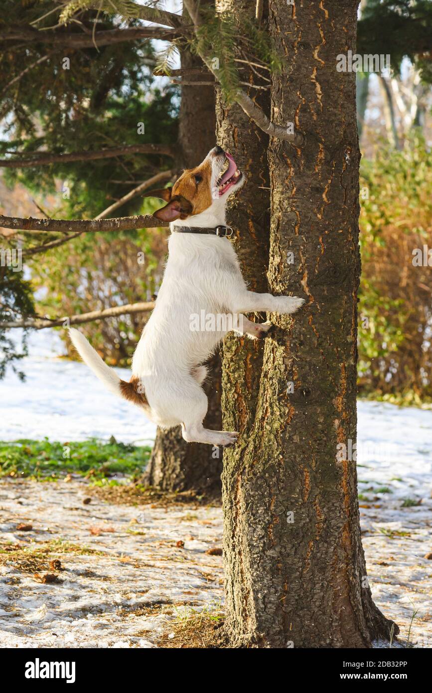 Mischief dog chasing squirrel jumping high at tree and barking on sunny