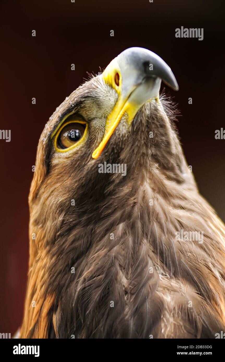 The head of a Golden Eagle showing the view a victim will see before the hooked beak tears flesh from its bones. Stock Photo