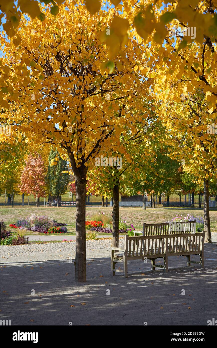 Trees with autumn colouring in a public park in Magdeburg in Germany Stock Photo