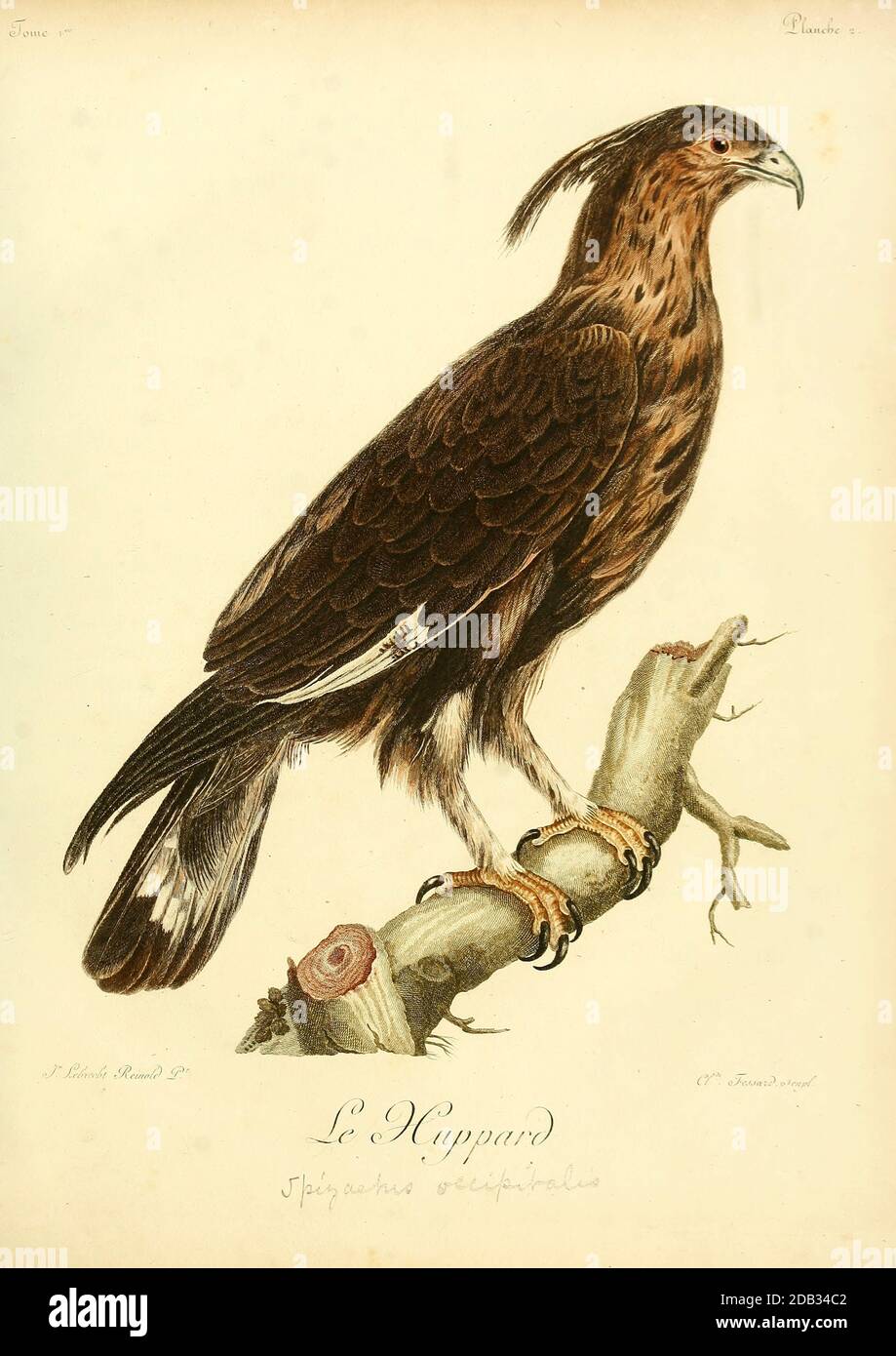 Huppard The long-crested eagle (Lophaetus occipitalis) is an African bird of prey. Like all eagles, it is in the family Accipitridae. It is currently placed in a monotypic genus Lophaetus. Bird of Prey from the Book Histoire naturelle des oiseaux d'Afrique [Natural History of birds of Africa] by Le Vaillant, François, 1753-1824; Publish in Paris by Chez J.J. Fuchs, libraire .1799 Stock Photo