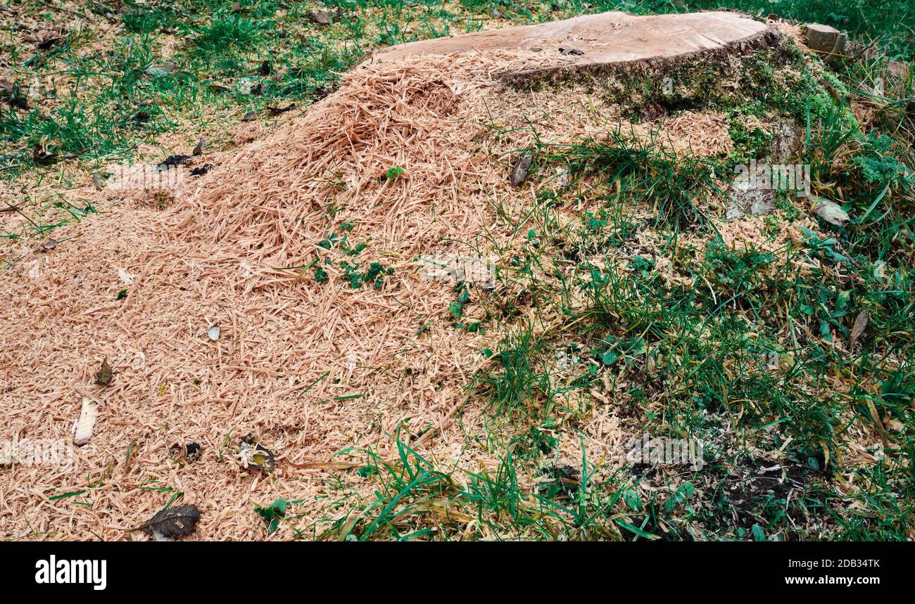 Ash Die Back, a tree stump and the end of the road for a diseased Ash