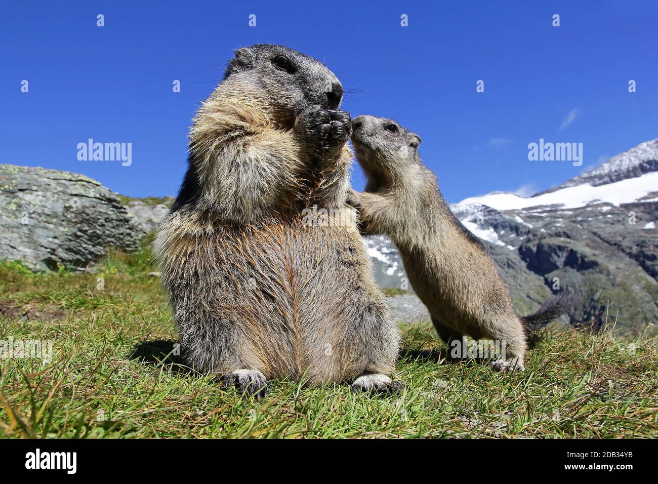 A marmot mother with her curious marmot baby in the high mountains of  Austria Stock Photo - Alamy