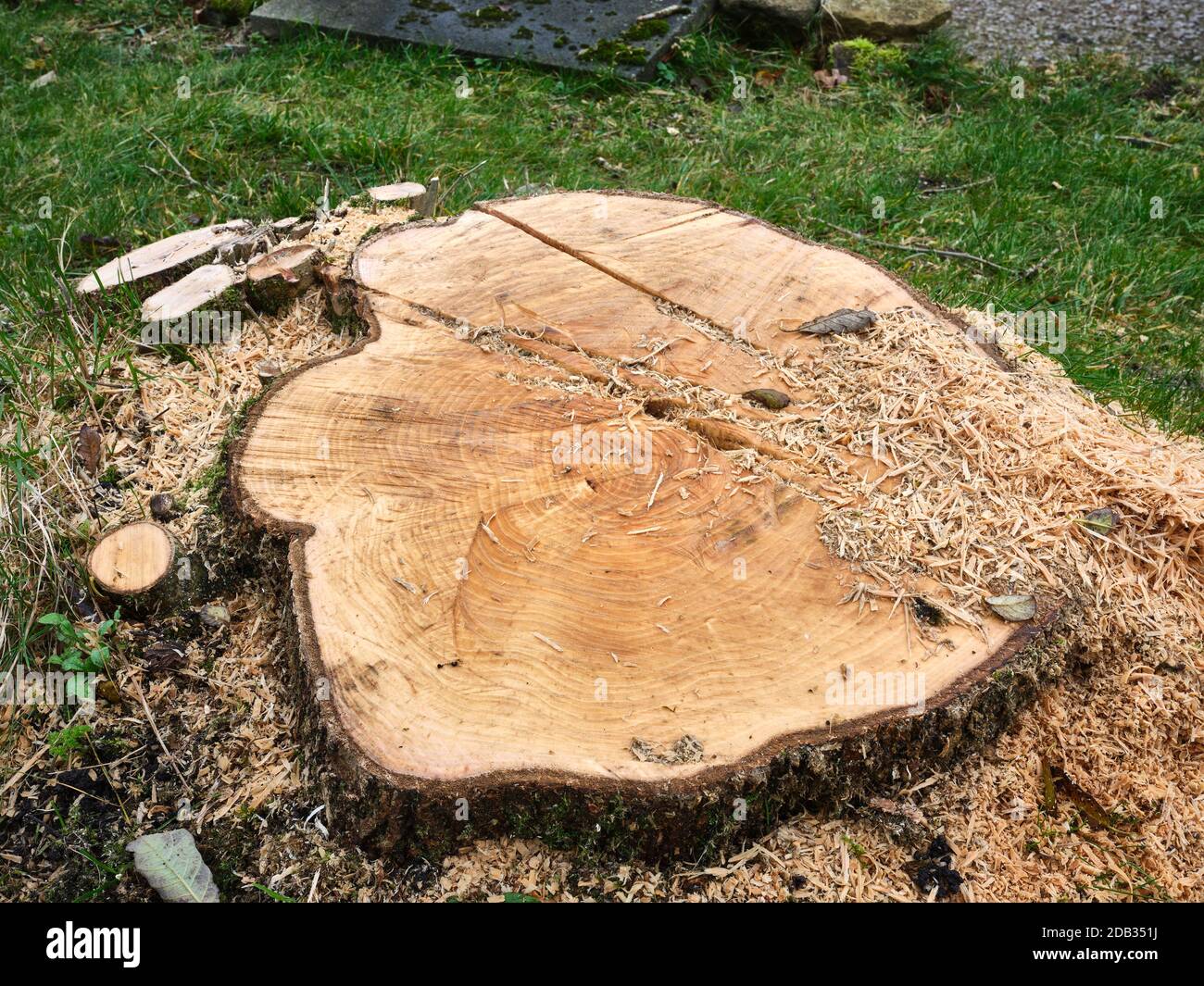 Ash Die Back, a tree stump and the end of the road for a diseased Ash