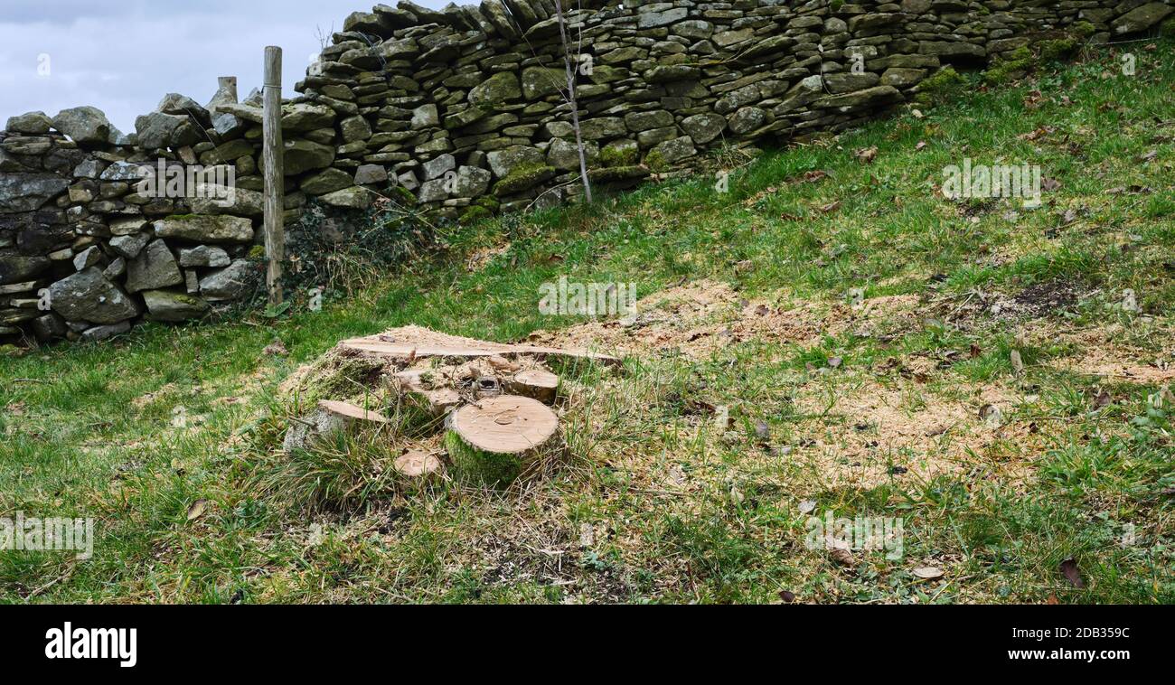 Ash Die Back, a tree stump and the end of the road for a diseased Ash