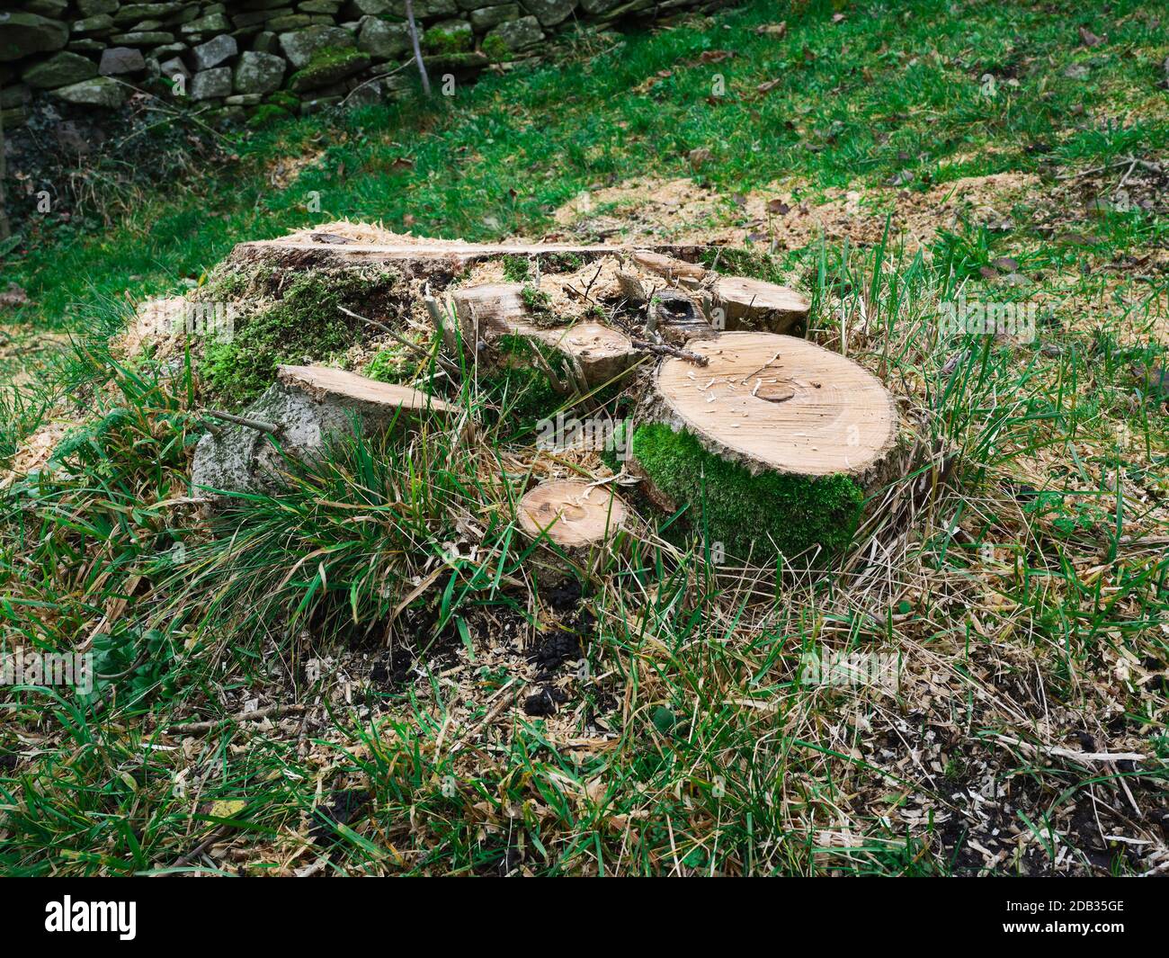 Ash Die Back, a tree stump and the end of the road for a diseased Ash