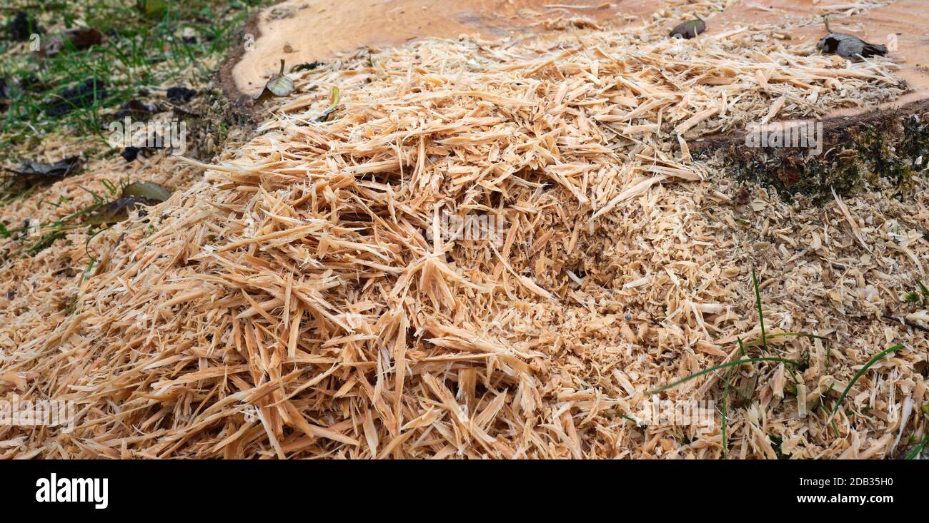 Ash Die Back, a tree stump and the end of the road for a diseased Ash