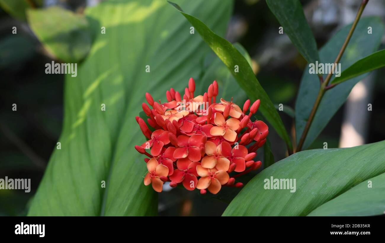 this is a very beautiful red colored turmeric flower Stock Photo