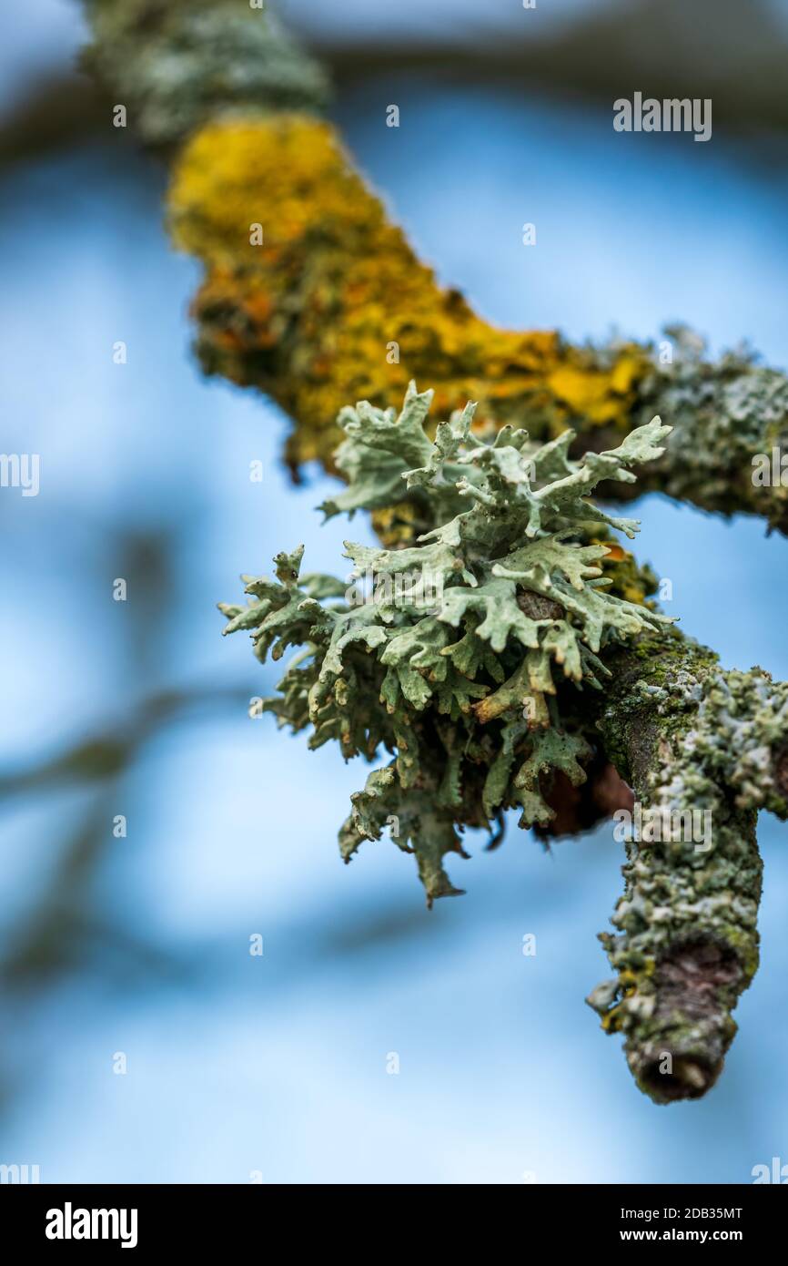 Green and yellow lichens on an old tree branch. Hypogymnia physodes, Evernia prunastri and Xanthoria parietina are common lichen species. Stock Photo