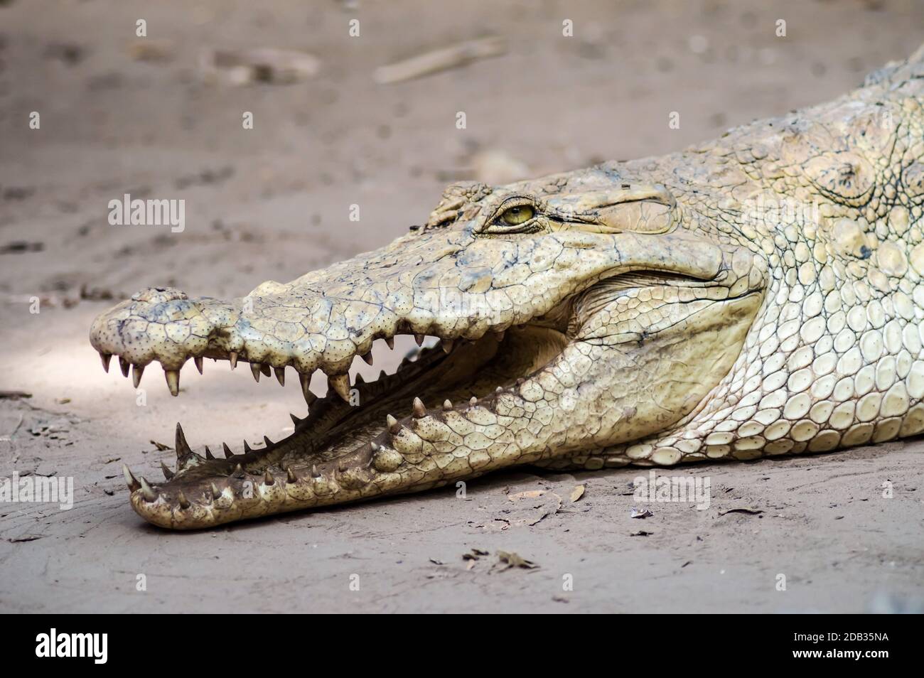 A crocodile basks in the heat of Gambia, West Africa. Natural, green. Stock Photo