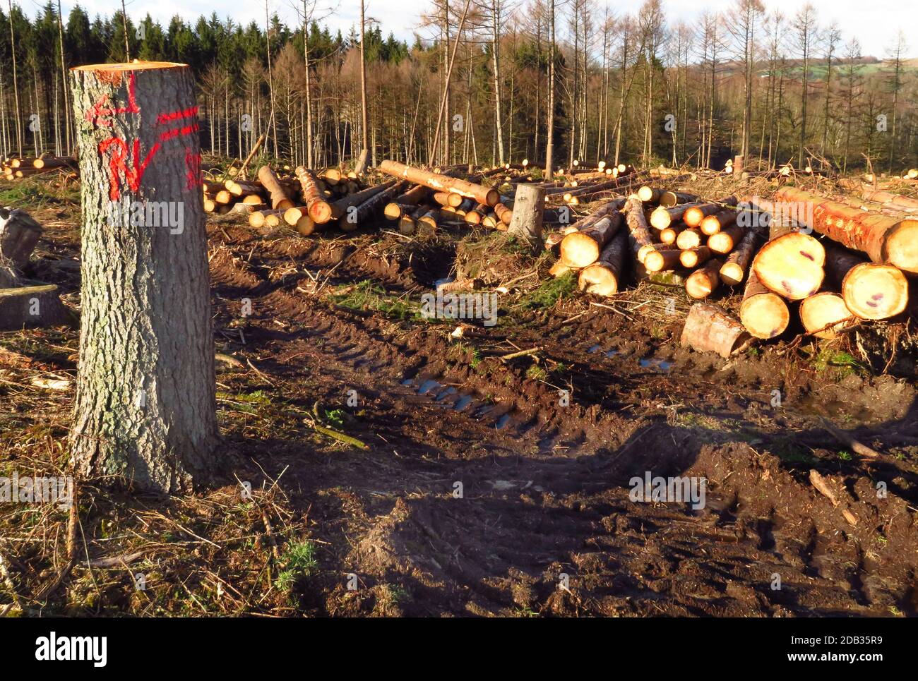 Clearcutting, deforestation, sawed off spruces, stubs and logs after bark beetle infestation Stock Photo
