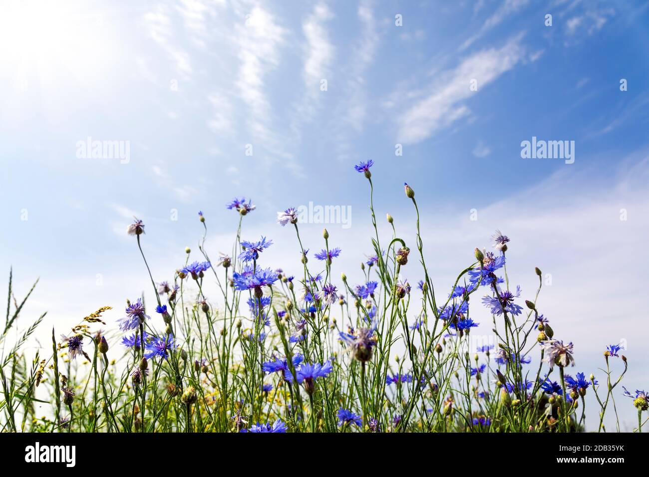 Wild flowers on sunny blue sky, spring meadow Stock Photo