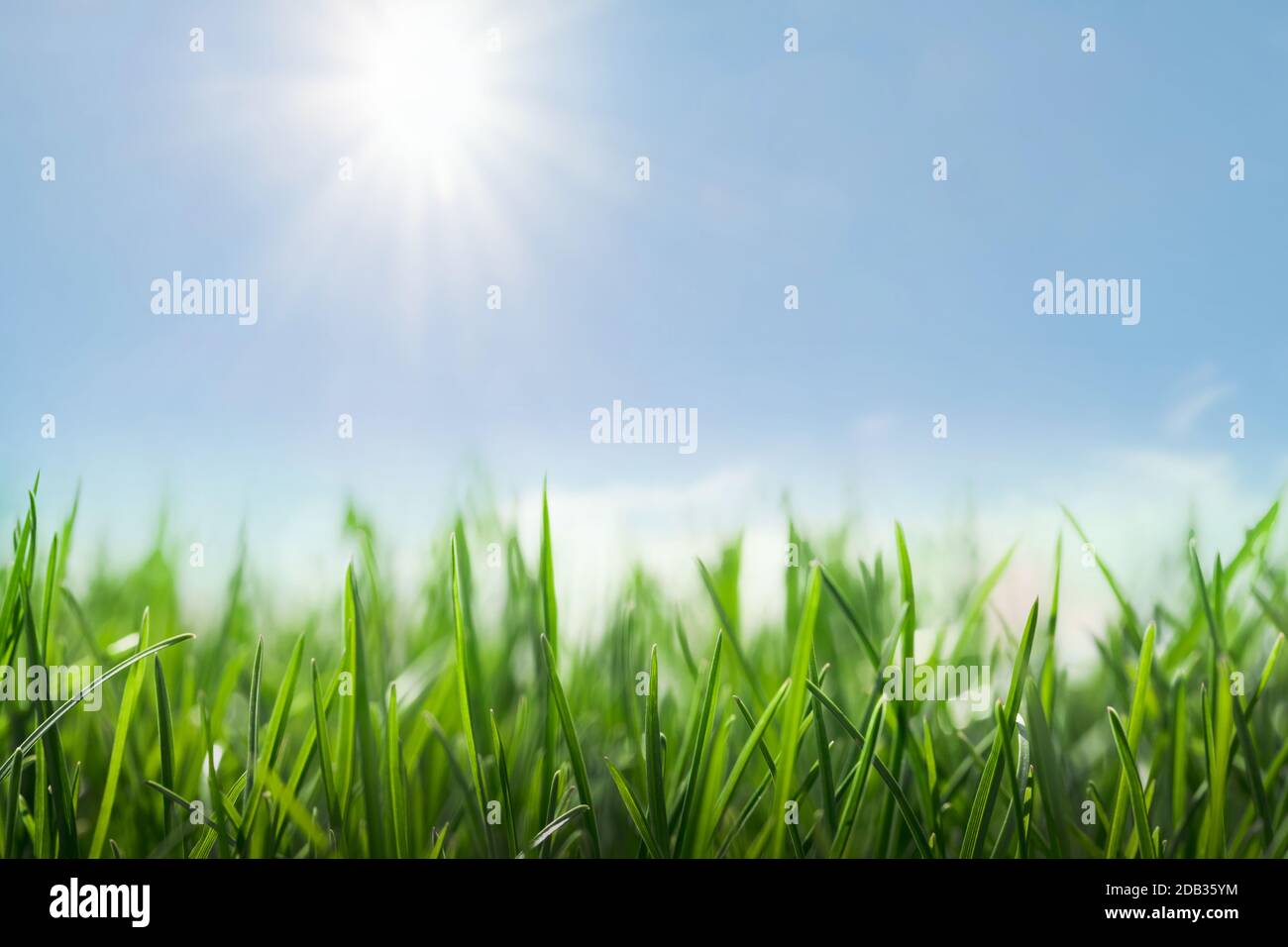 green grass and sunny blue sky Stock Photo - Alamy