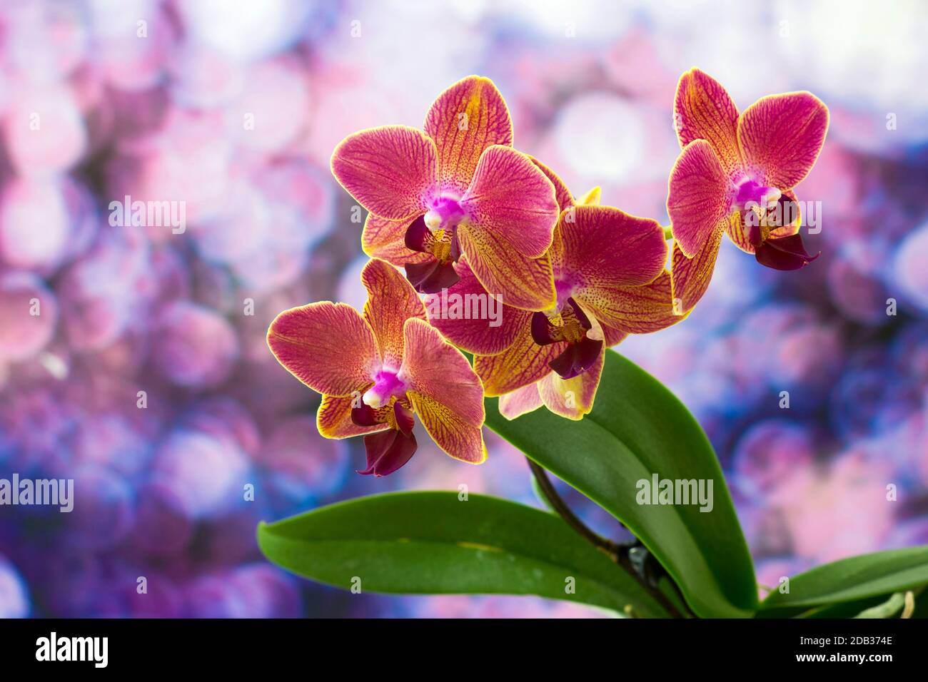 Beautiful pink  and orange orchid  - phalaenopsis Stock Photo