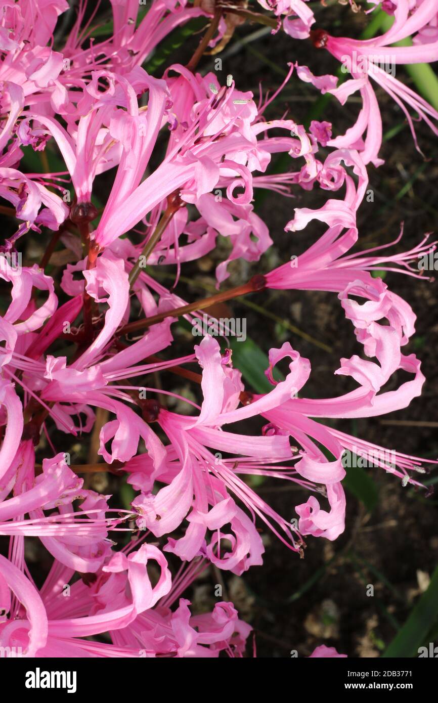 Pink nerine, Nerine bowdenii, flowers in full flower in the autumn with a background of leaves and soil. Stock Photo