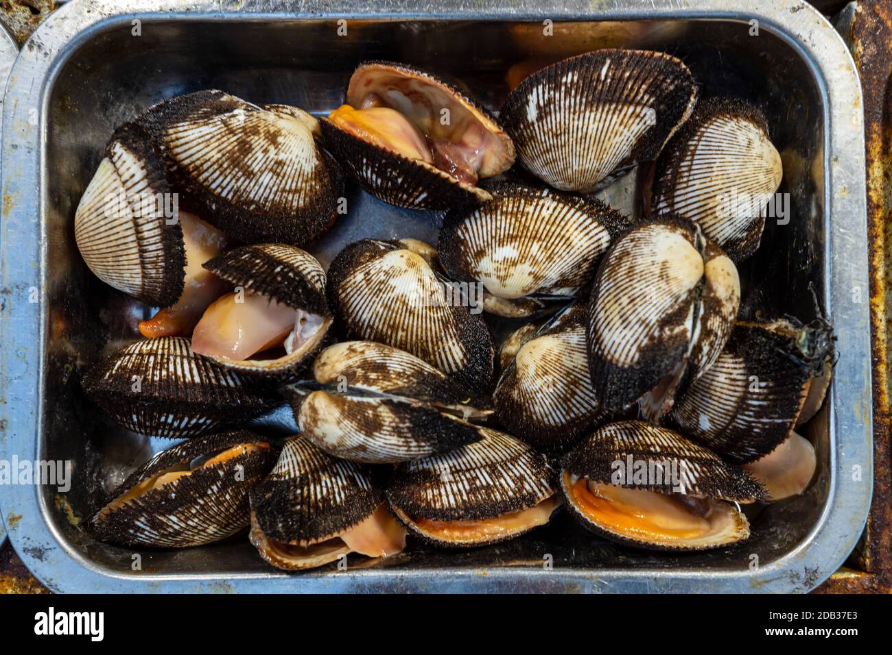 Seashell Fishing High Resolution Stock Photography and Images - Alamy