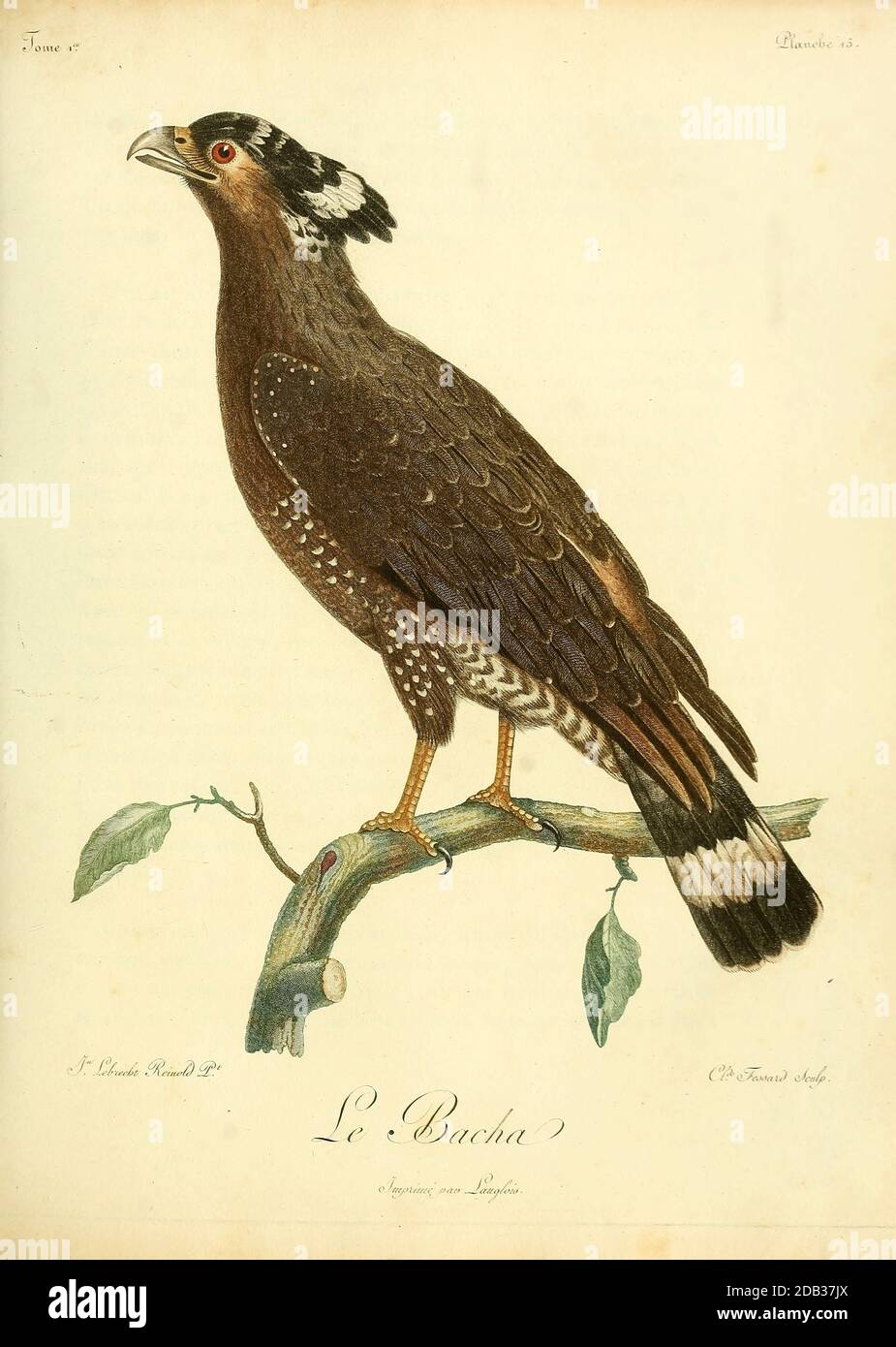 Serpentaire bacha Crested Serpent Eagle (Spilornis cheela) is a medium-sized bird of prey that is found in forested habitats across tropical Asia. Within its widespread range across the Indian Subcontinent, Southeast Asia and East Asia, from the Book Histoire naturelle des oiseaux d'Afrique [Natural History of birds of Africa] by Le Vaillant, François, 1753-1824; Publish in Paris by Chez J.J. Fuchs, libraire .1799 Stock Photo