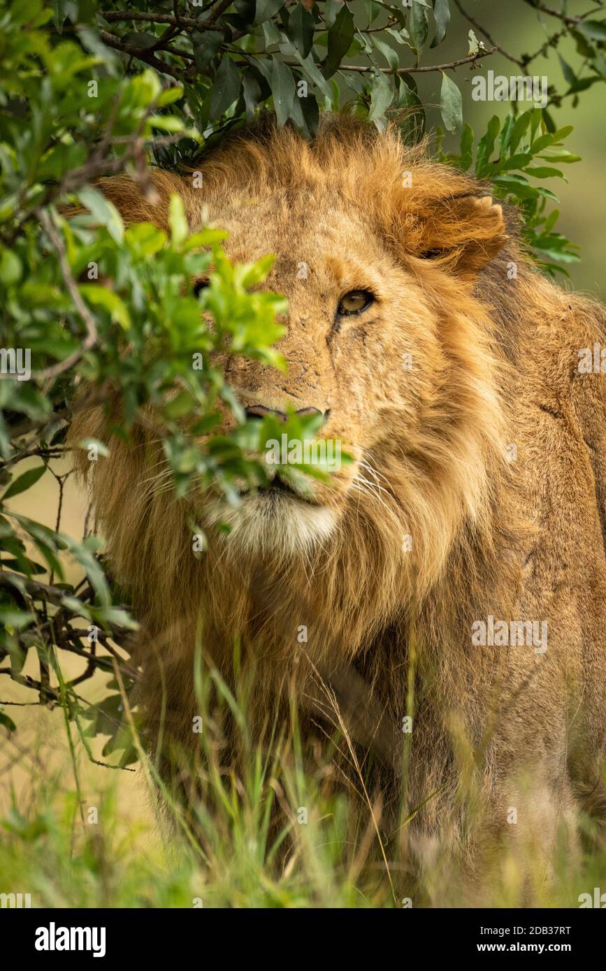 Lion standing behind safari hi-res stock photography and images - Alamy
