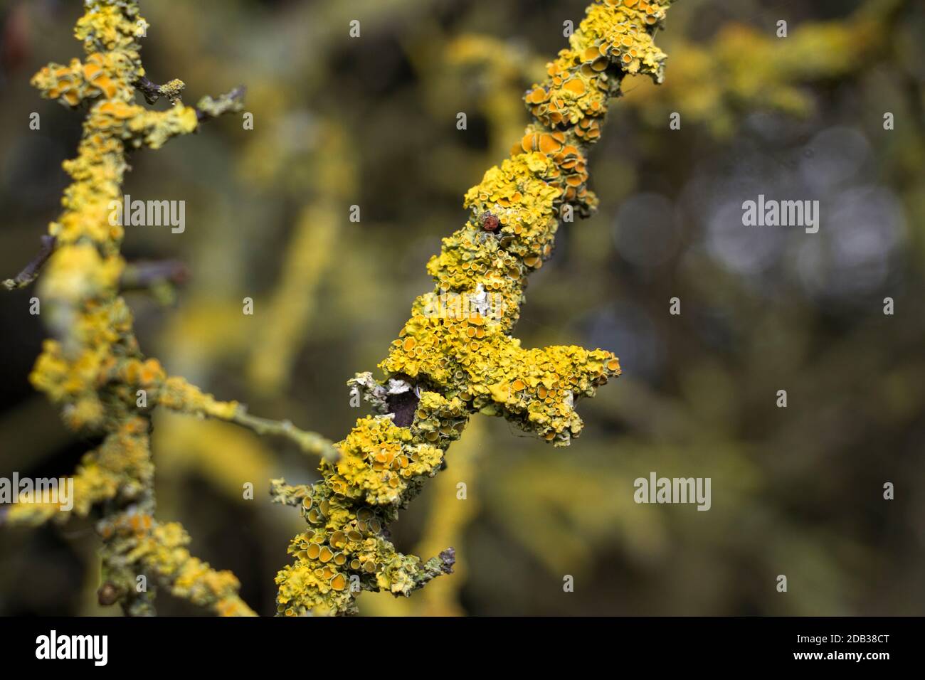 A common and widespread yellow lichen, Candelariella vitellina, grows on bark as well as rock surfaces particularly on surfaces enriched Stock Photo