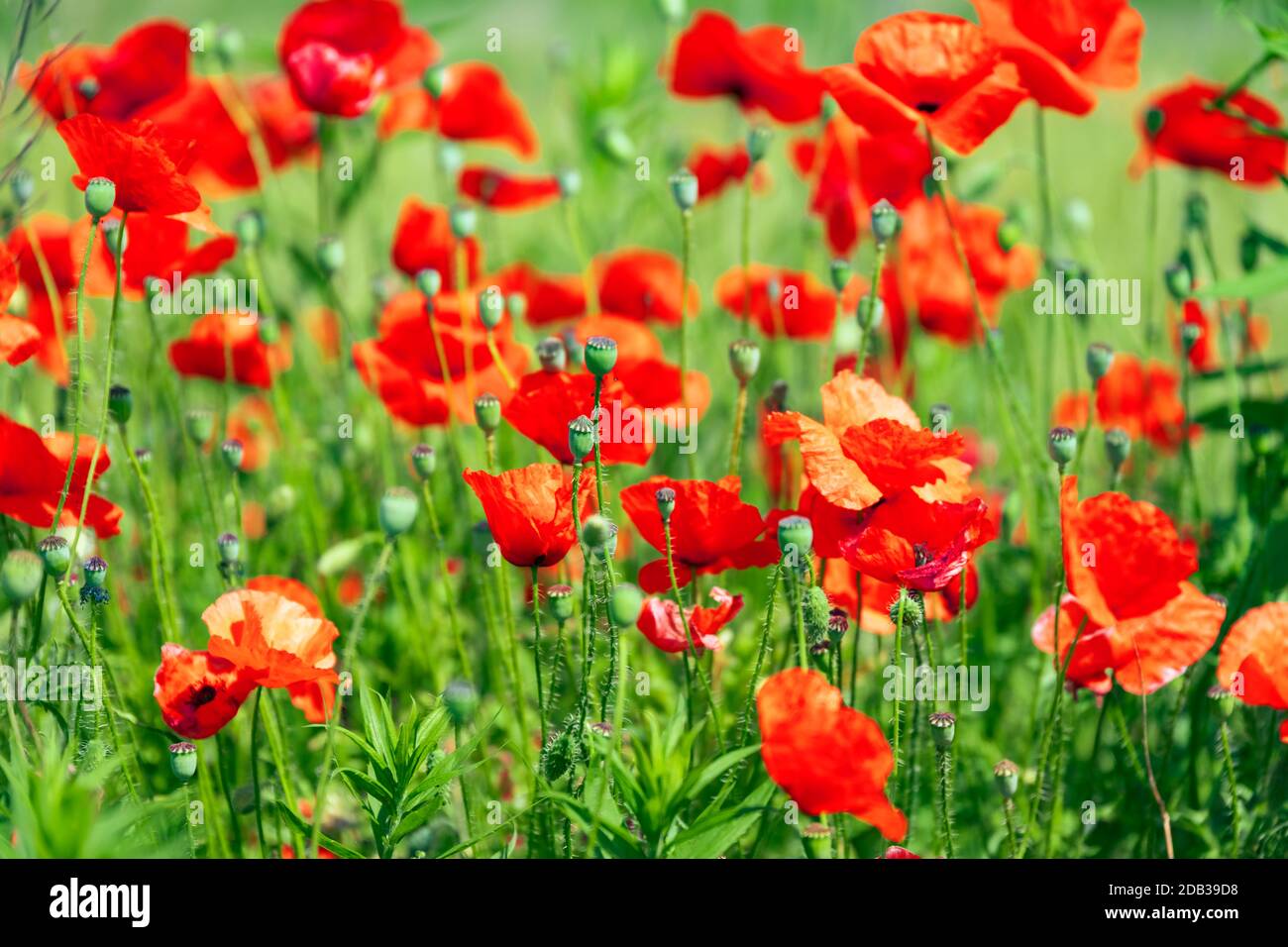Field wild red poppy flowers hi-res stock photography and images - Alamy